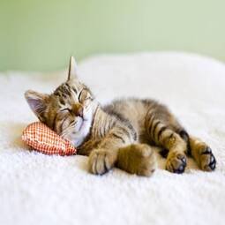 Gato dormindo