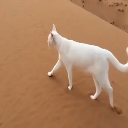 Pegadas